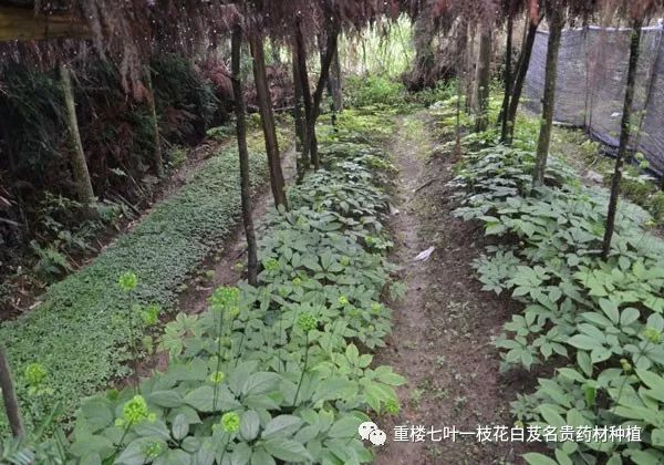 致富科学种植项目有哪些_科学种植致富项目_致富种植创业项目