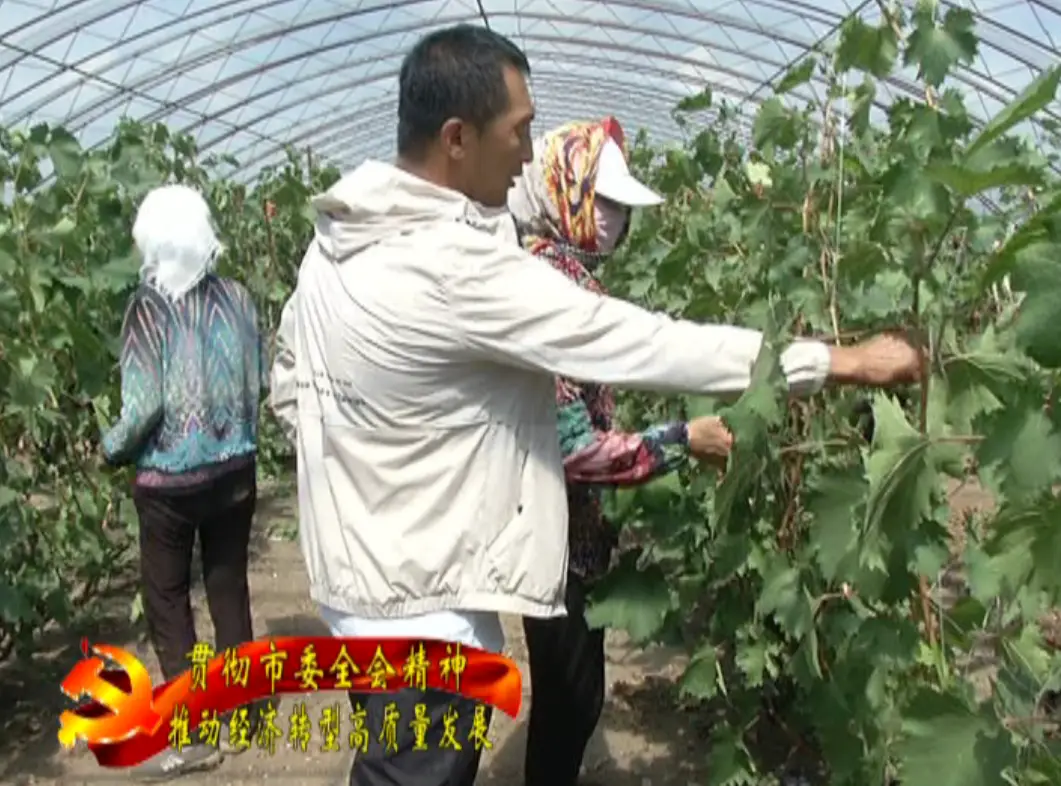 特色种植农业致富_特色农业致富项目_致富种植农业特色产业