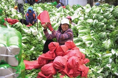 青薯9号土豆批发价格