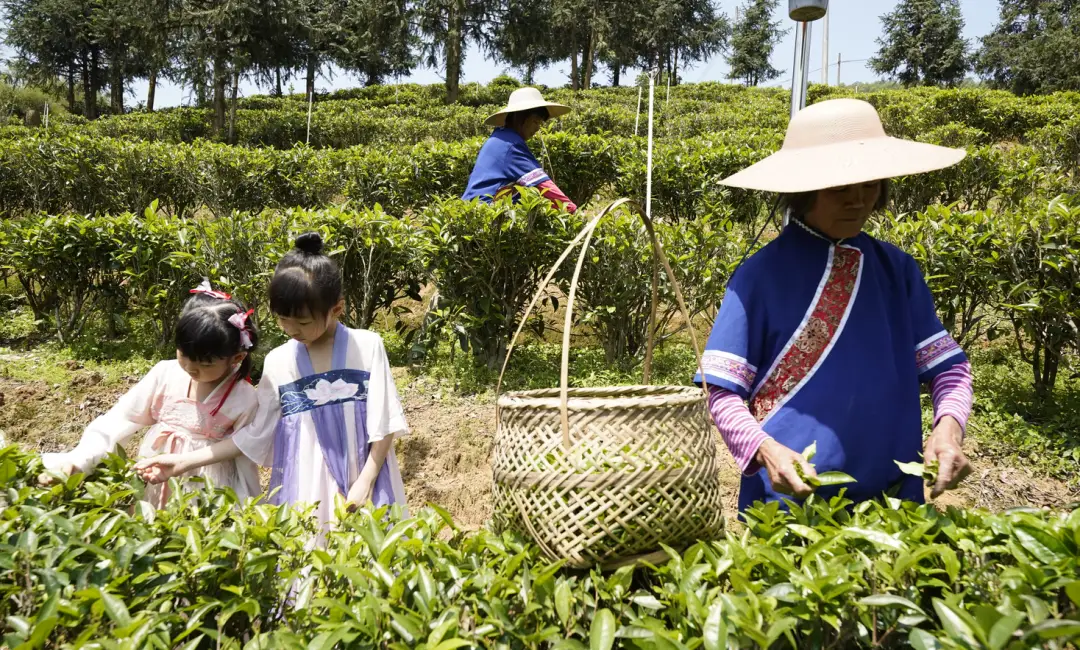 种植白茶赚钱吗_白茶种植致富_种植白茶的市场前景