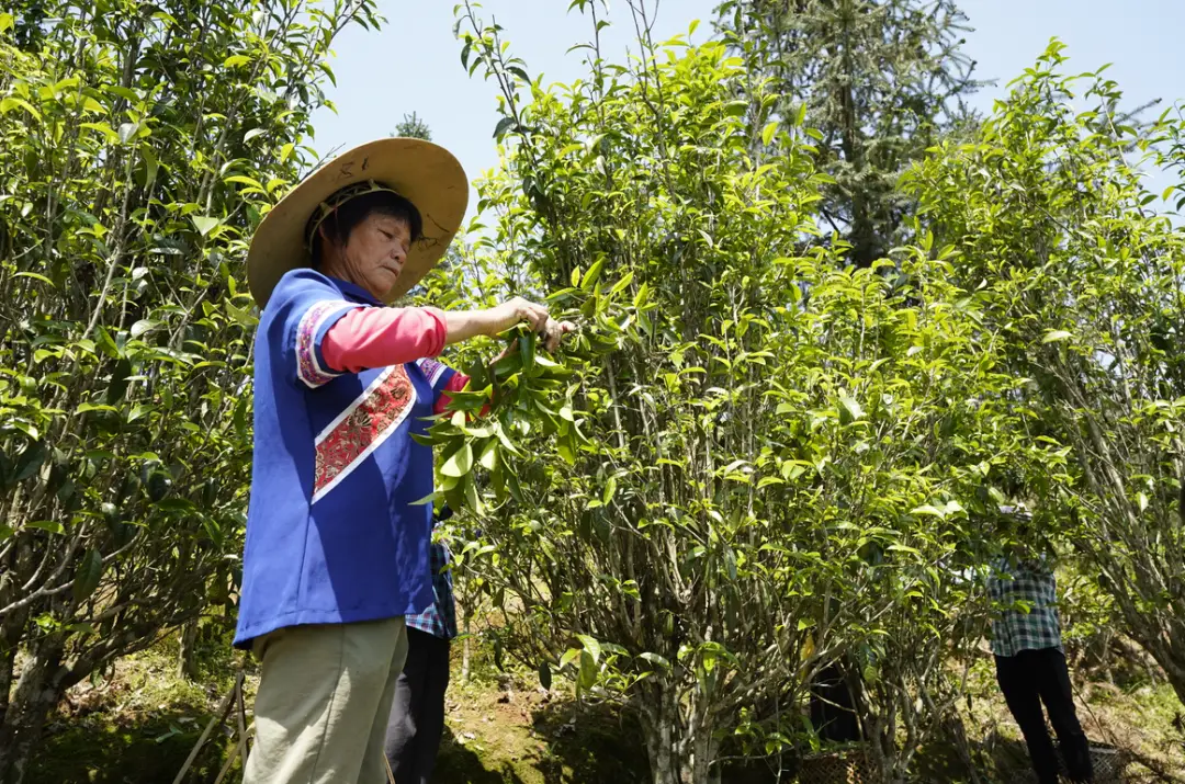 种植白茶的市场前景_白茶种植致富_种植白茶赚钱吗
