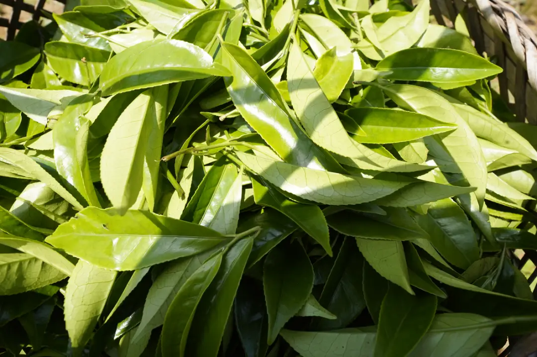 种植白茶的市场前景_种植白茶赚钱吗_白茶种植致富