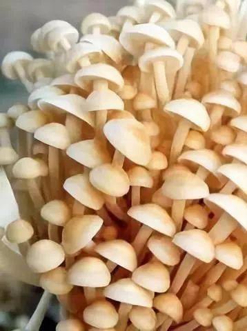 让蘑菇撑起致富伞！三十载耕耘与坚守，他打造了一个“蘑菇王国”