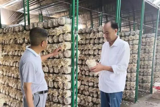 种植蘑菇发家致富_蘑菇种植效益_种植蘑菇致富的人