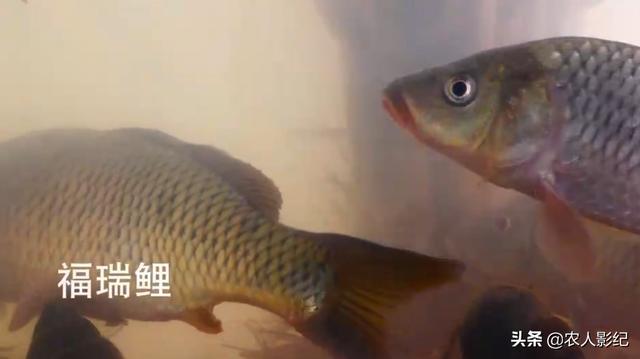 致富水稻养殖模式是什么_致富经水稻_水稻养殖致富模式