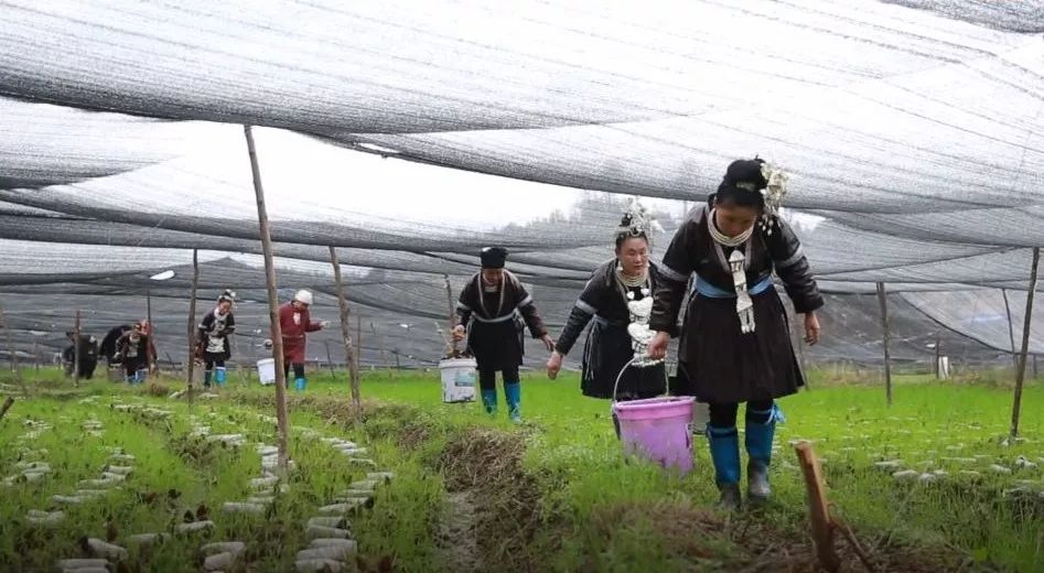致富种植视频全集_春天种植致富项目_致富种植创业项目