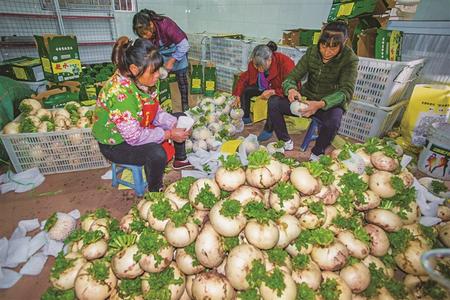 萝卜种植致富案例_萝卜种植效益_萝卜制种高产技术