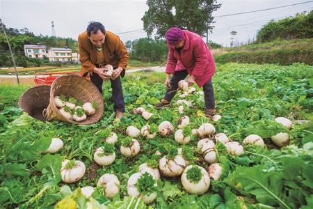 萝卜制种高产技术_萝卜种植效益_萝卜种植致富案例