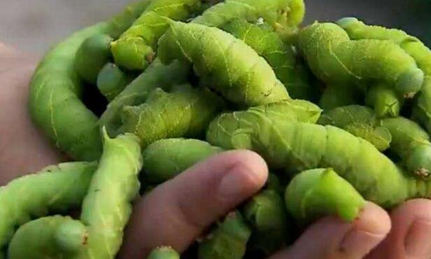 养殖致富黄粉虫新闻_养殖致富黄粉虫新闻_养殖致富黄粉虫新闻