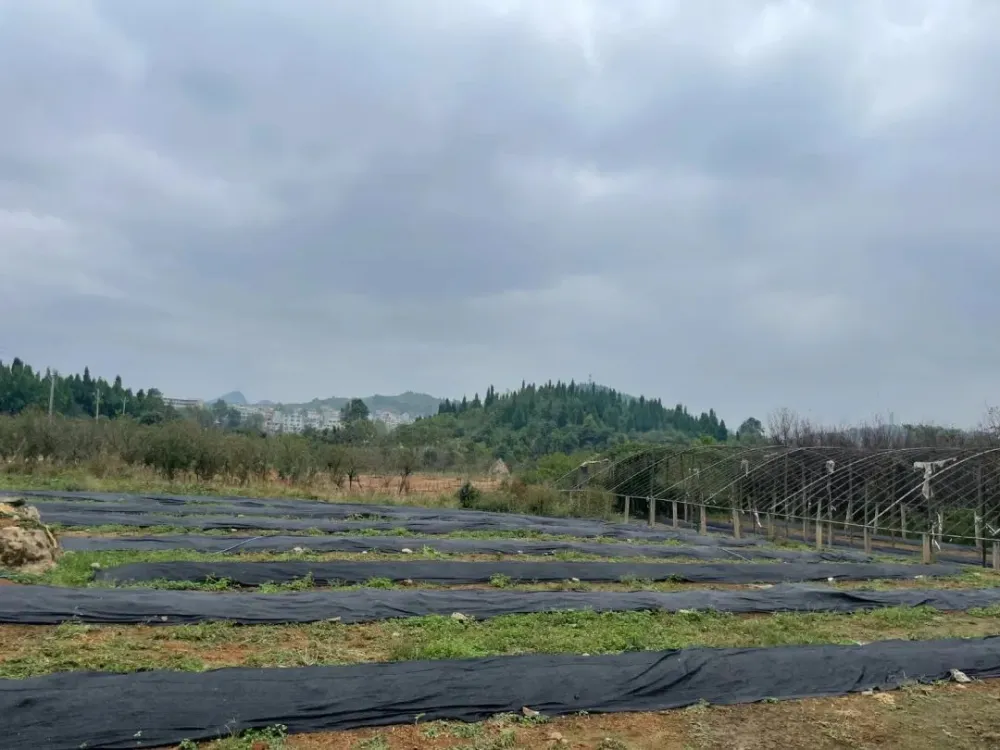养殖蚯蚓技术视频_致富养殖蚯蚓视频_视频致富养殖蚯蚓是真的吗