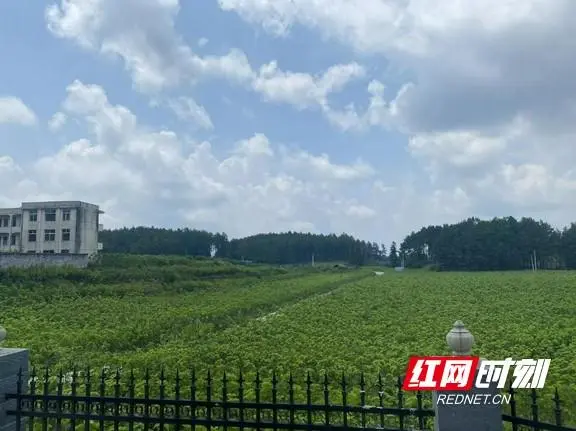 种植致富新希望_种植致富经_致富种植视频全集