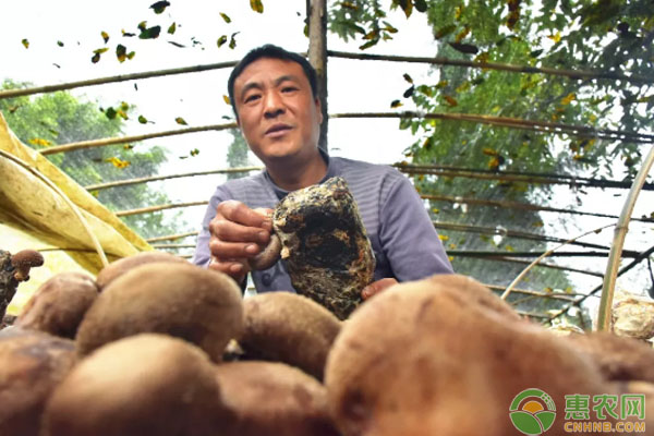 小小香菇成致富法宝，农民种它年入十万！