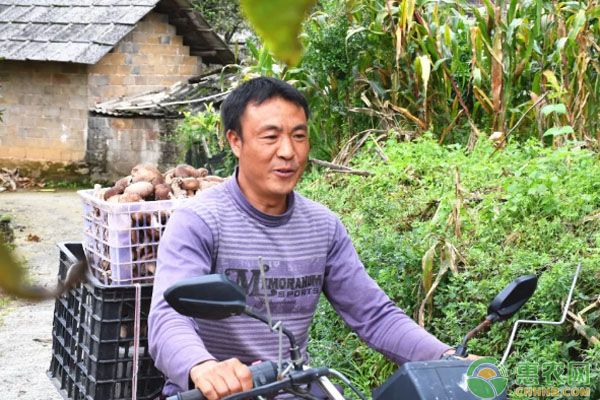 致富香菇种植方案最新_农村香菇种植赚钱_香菇种植致富方案
