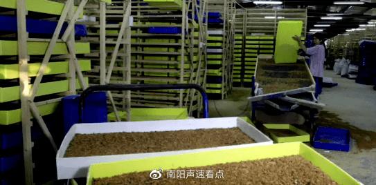 养殖致富黄粉虫新闻_养殖致富黄粉虫新闻_养殖致富黄粉虫新闻