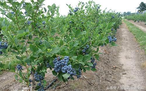 联系种植致富项目_种植致富农村项目大全_致富种植联系项目有哪些