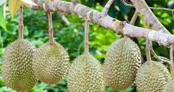 榴莲种植技术视频cctv7_榴莲种植视频教程_榴莲的种植技术视频
