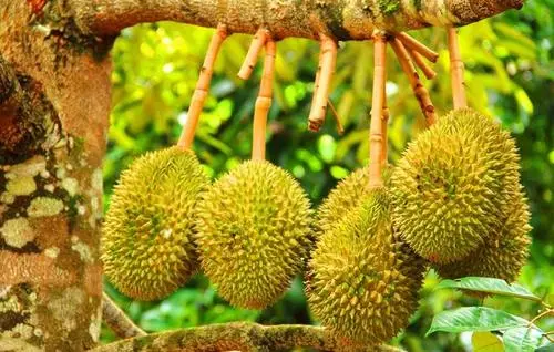 榴莲种植视频教程_榴莲种植技术视频cctv7_榴莲的种植技术视频