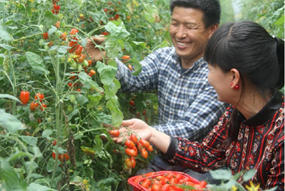 红莴笋种植技术：山东省将建立标准以打造优质菜篮子工程
