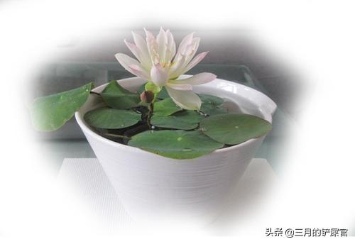 故事：[民间故事] 临州莲事