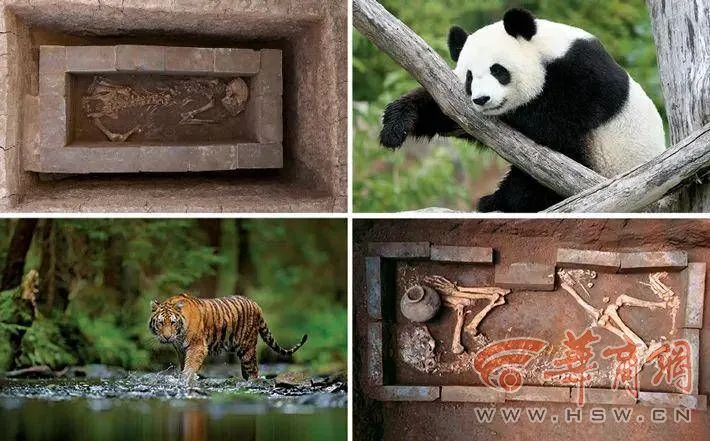 致富经乌龟_致富经陆龟_致富经龟养殖视频