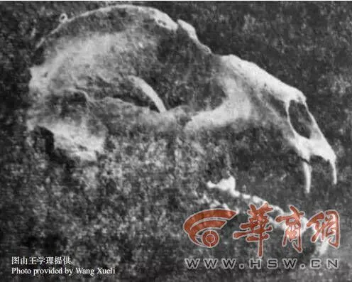 致富经乌龟_致富经陆龟_致富经龟养殖视频