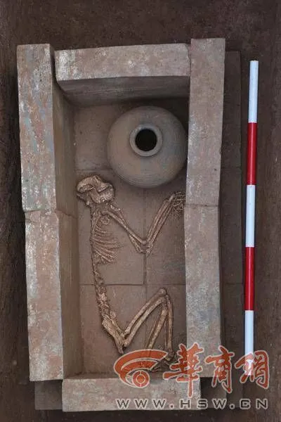 致富经龟养殖视频_致富经陆龟_致富经乌龟