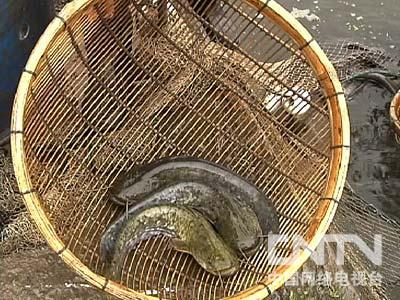 致富经花椒女_致富经青花椒平昌视频_致富经青花椒