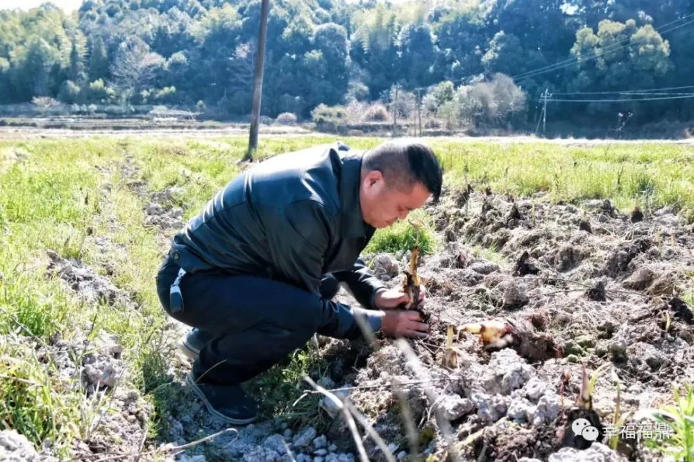 台湾槟榔种植面积_台湾槟榔种植技术_种植槟榔台湾技术规范