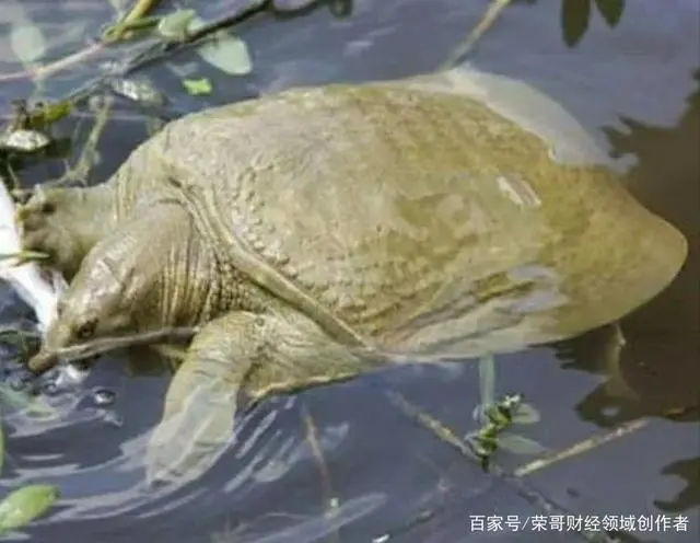 致富养殖水产项目有哪些_水产养殖致富经_水产养殖项目致富