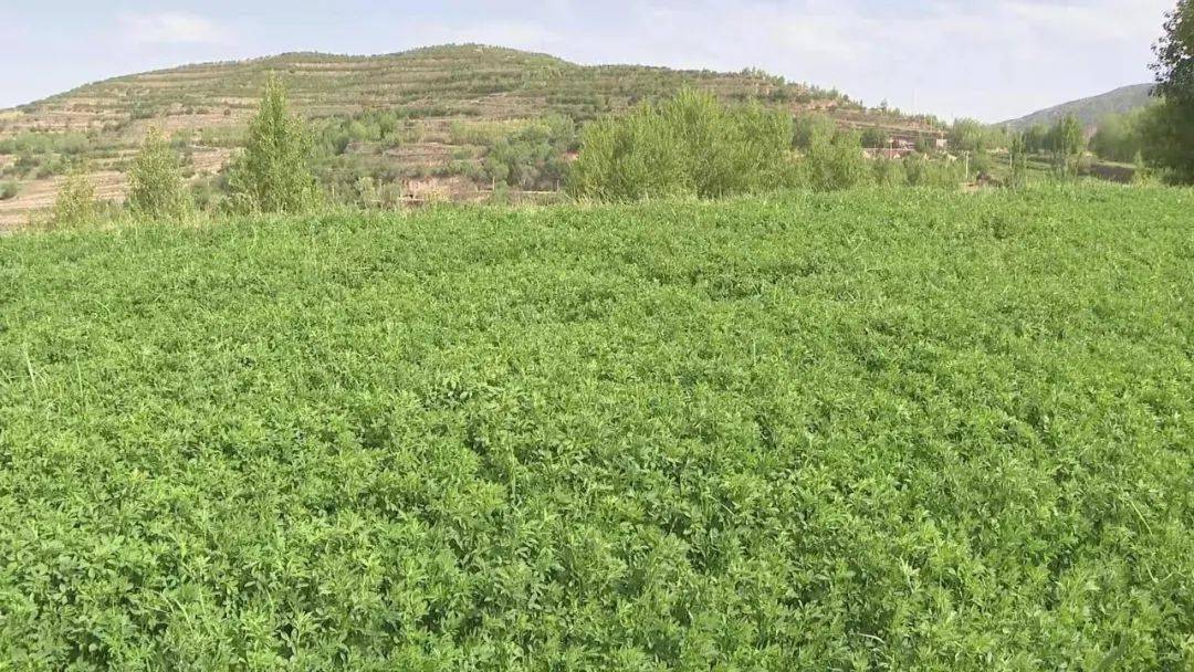 奠安乡：苜蓿草绽放“致富花”