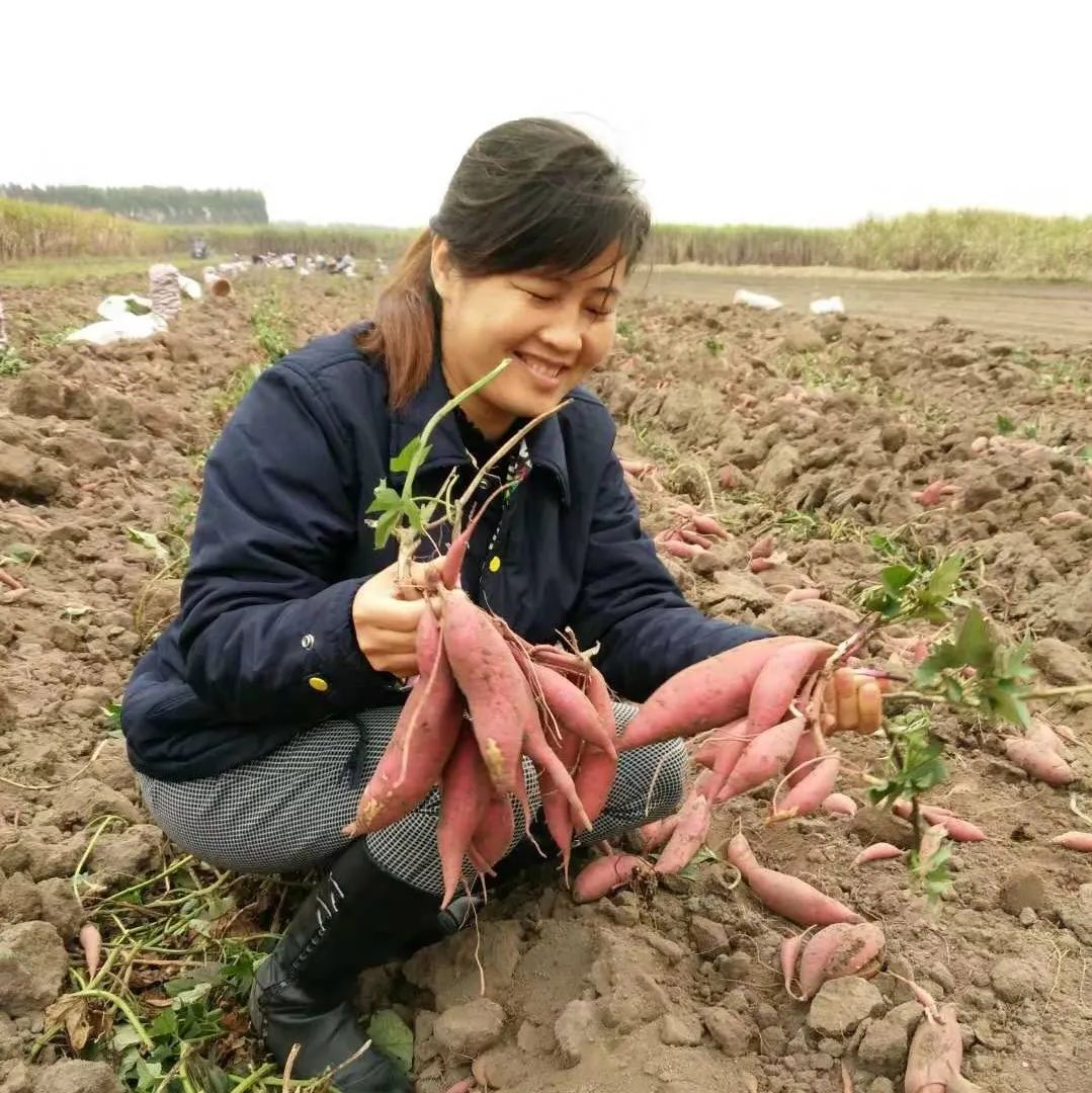 新沂种植作物_新沂种植致富_农村致富新项目种植业