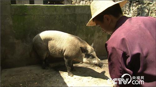 致富经 穷小子养野猪如何年卖千万