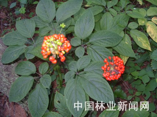 致富种植红菇怎么样_红菇种植技术_红菇种植致富经