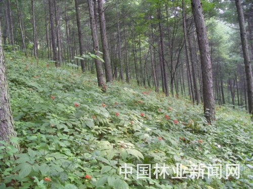致富种植红菇怎么样_红菇种植技术_红菇种植致富经