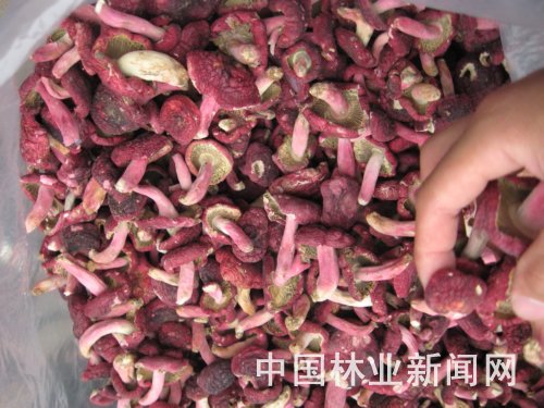 红菇种植技术_致富种植红菇怎么样_红菇种植致富经