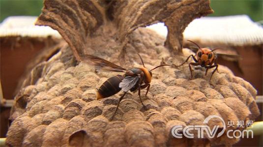 [致富经]我为蜂狂(20150709)