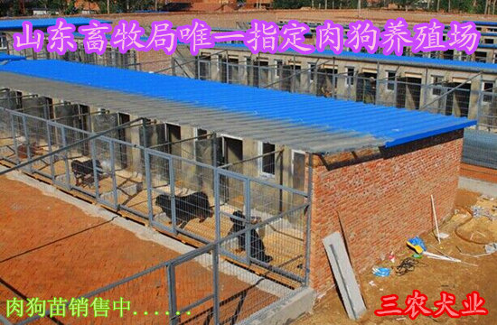 致富农民养狗的句子_致富农民养狗图片_农民养狗致富经