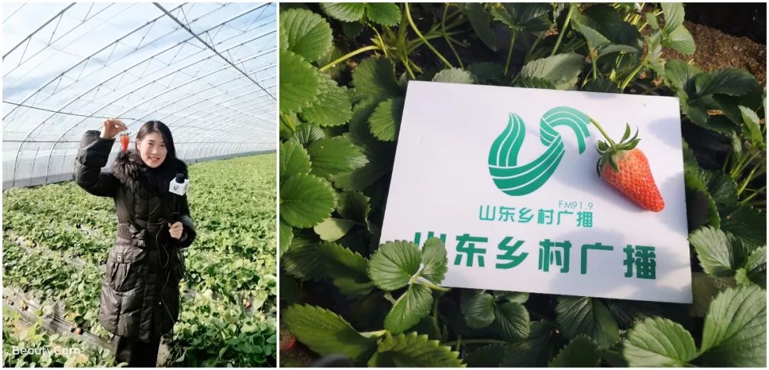 养蜜蜂授粉_授粉蜂养殖技术_养蜂授粉蜜蜂多少钱
