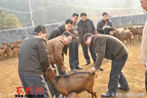 养这种羊经济效益好，可作为农民创业致富的捷径！