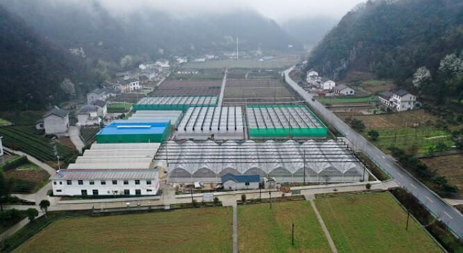 致富经陈茶叶只为虫_茶叶有虫还能喝吗_环世界虫巢致富