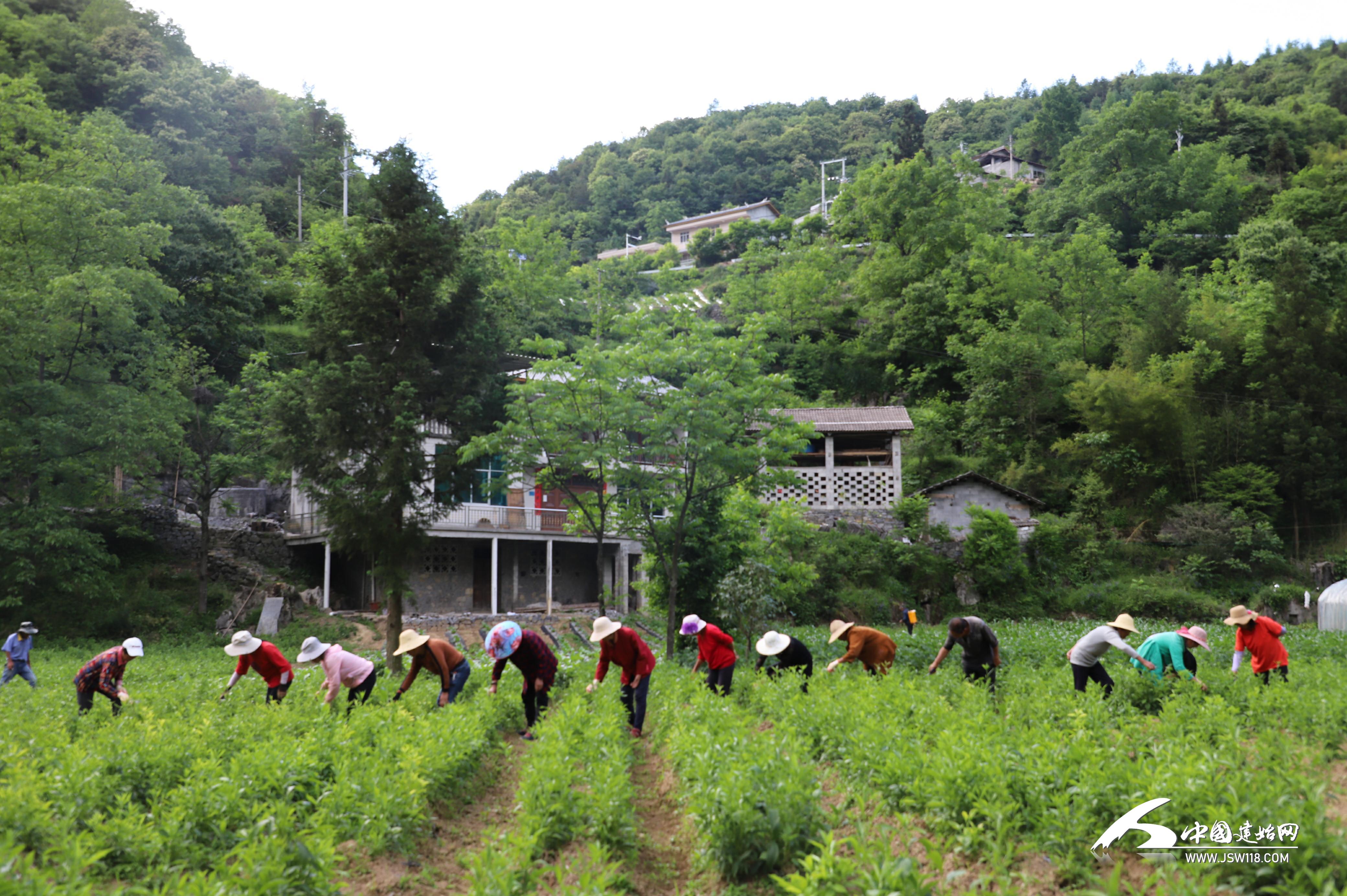 致富之路大全_致富经种草_中草药种植致富之路在哪里