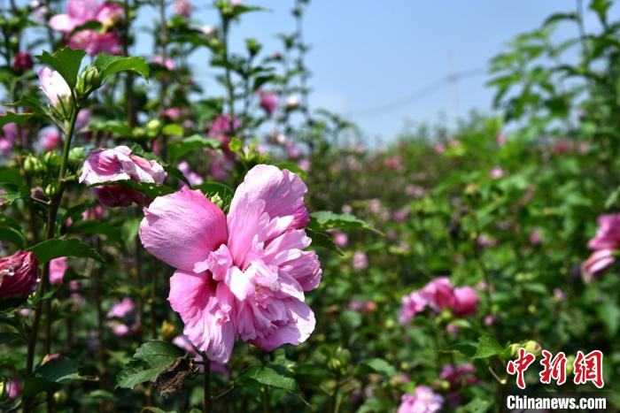 江苏新沂白石村：千亩木槿花绽放农民小康“黄金花”