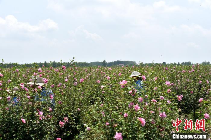 木槿花海之中，花农采摘鲜花。　宋建华 摄