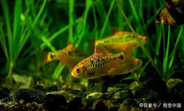 挣钱诀窍致富经_挣钱致富诀窍视频_挣钱致富诀窍是什么