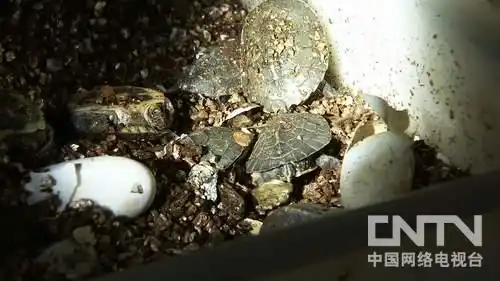 2017年致富经养龟_致富经龟类养殖_致富经养龟2018年全集