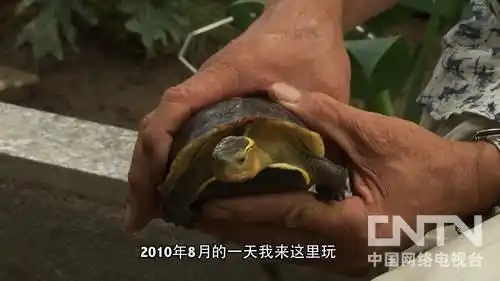 2017年致富经养龟_致富经龟类养殖_致富经养龟2018年全集