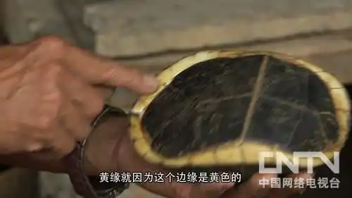 2017年致富经养龟_致富经龟类养殖_致富经养龟2018年全集