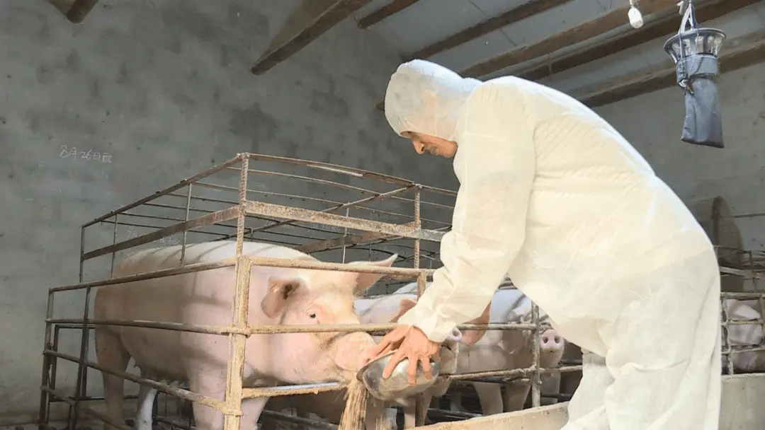 农村养猪致富视频_农村养猪种植致富_农村养猪致富经