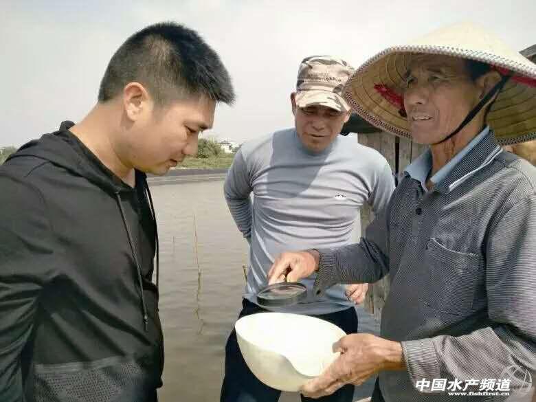 虾塘可以养草鱼吗_鱼塘草虾养殖技术_养殖鱼塘技术草虾视频