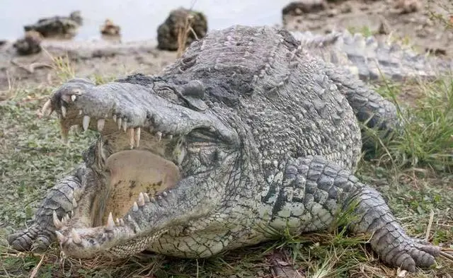 湾鳄养殖出售_养湾鳄当宠物_湾鳄养殖技术